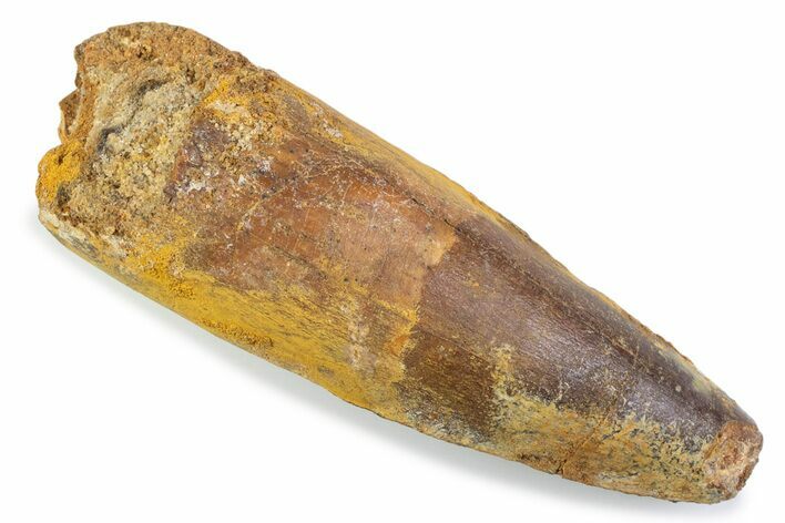 Fossil Spinosaurus Tooth - Feeding Worn Tip #373987